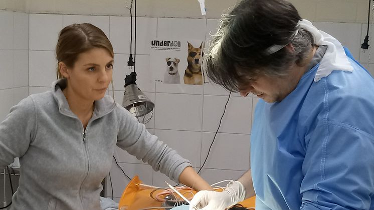 Underdog-Tierärzte Katharina Zadeh und Marco Spychala bei der OP im Düsseldorfer Tierheim