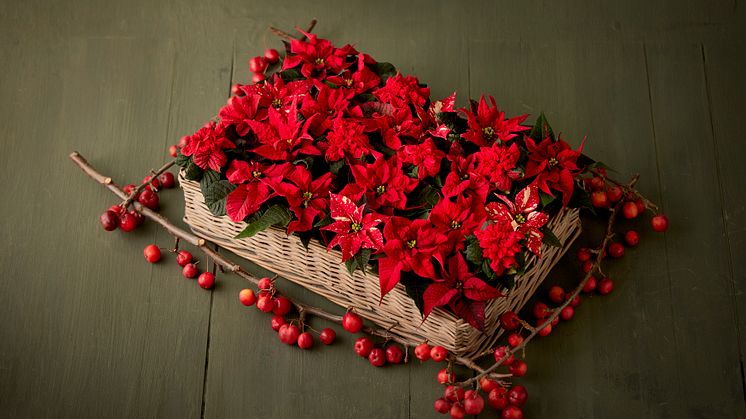 En flätad bricka med tätt packade röda julstjärnor. Ett lysande presenttips till dem som älskar det naturliga. Välj olika nyanser av röda julstjärnor med varierande bladformer för att skapa dynamik till ditt arrangemang.