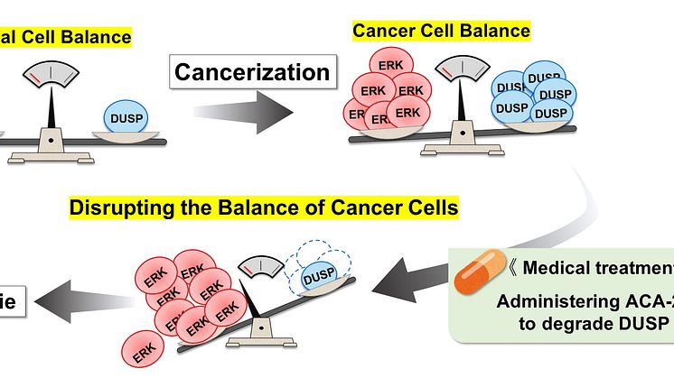 Mechanism of the selective induction of cancer cell-specific cell death by ACA-28 - Kindai University