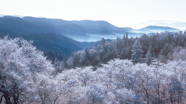 Great Smoky Mountains i USA kan ha fått navnet sitt fra nettopp terpener. Foto: National Park Service