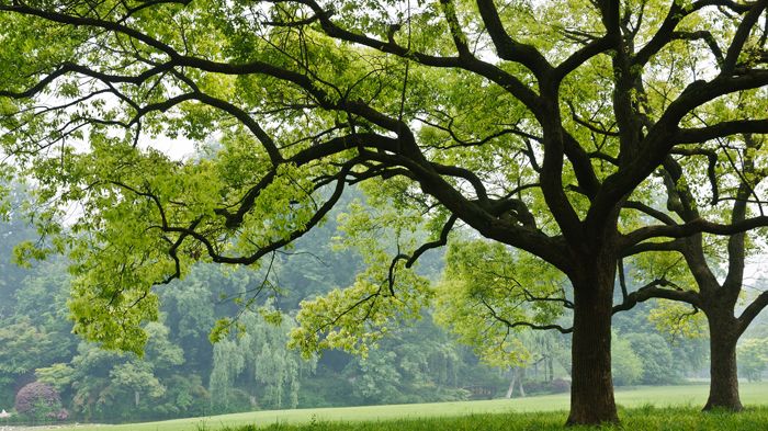 Das Kampferlorbeergewächs ist ein immergrüner Baum. Bild: ABCDstock | stock.adobe.com