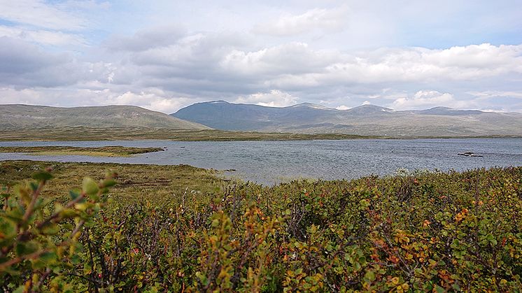 Ljungsjöarna i Jämtland – en av de platser där näringsvävar i fjällsjöar har undersökts. Foto: Jenny L. Nilsson