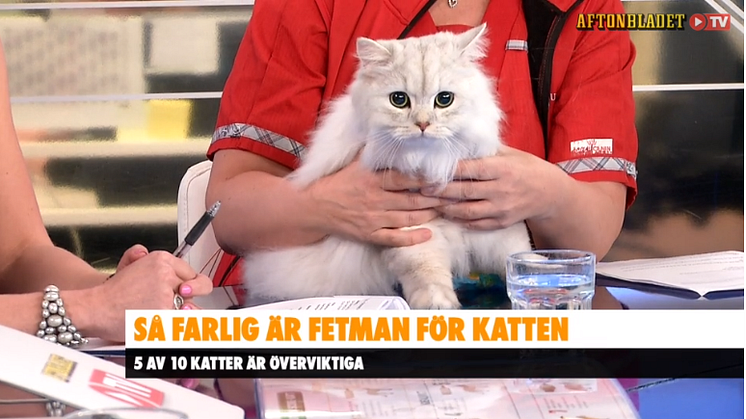 Bild från Aftonbladet TV. Katten på bilden är inte överviktig