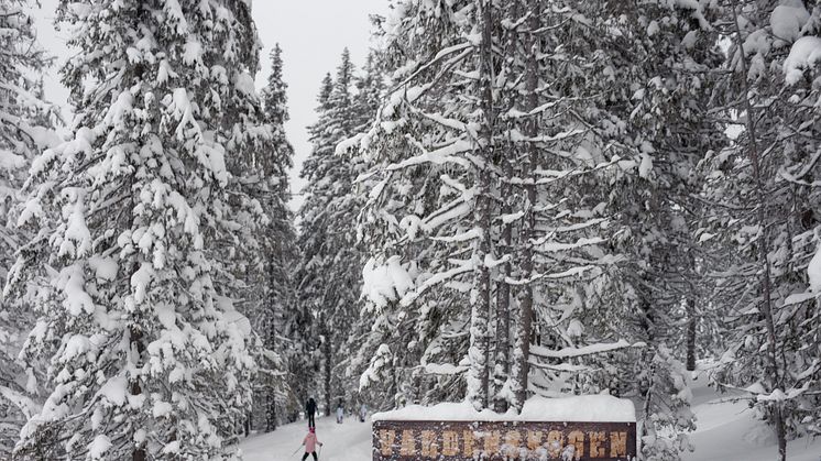 VARDENSKOGEN: Vardenskogen i Kvitfjell bader i snø om dagen.