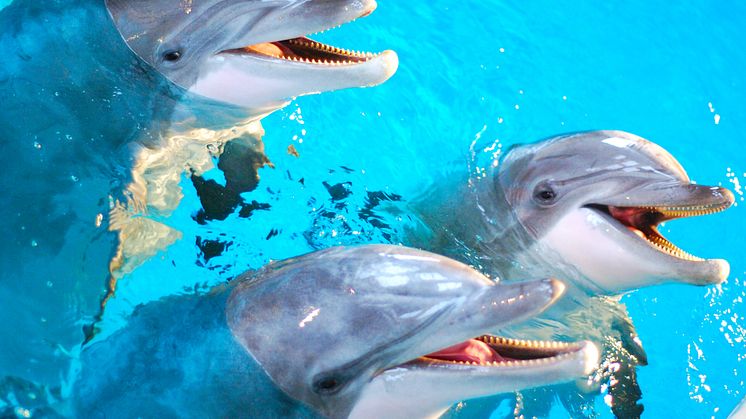 Mormor, mamma och son – tre generationer i Kolmårdens nya delfinshow
