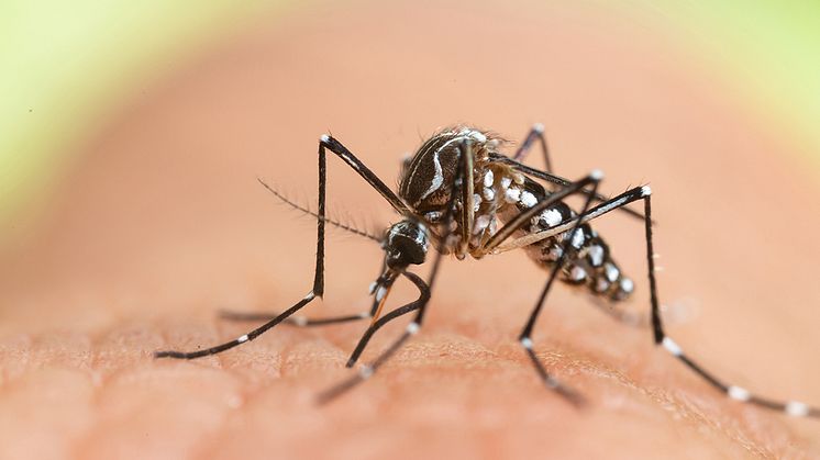 Experten befürchten: Klimawandel lässt bei uns tropische Mücken und Zecken heimisch werden