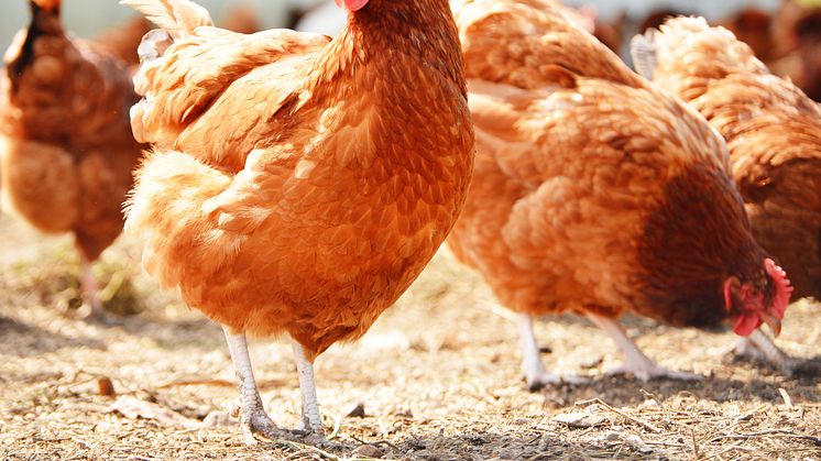 PR foto_I en ny rapport fra Anima bliver Aldi anerkendt for at have gjort de største fremskridt for kyllingevelfærden blandt 7 danske dagligvarekæder