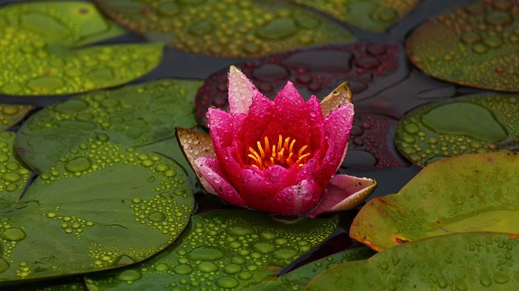 Lotusblomman är så konstruerad att dess yta stöter bort vatten och smuts. Foto: Marina Logvin.