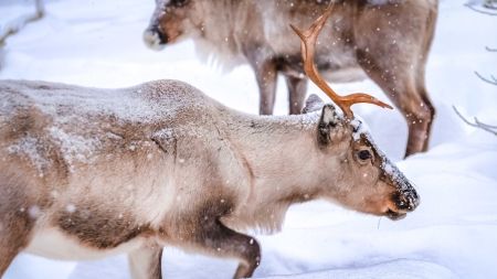 Wildlife roams freely in Lapland, in the Arctic Region.