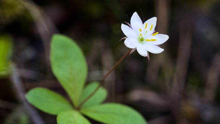 Chickweed wintergreen (Trientalis europeaea) is a forest species that is declining in Britain despite an increase in forest cover. Photo by Alistair Auffret