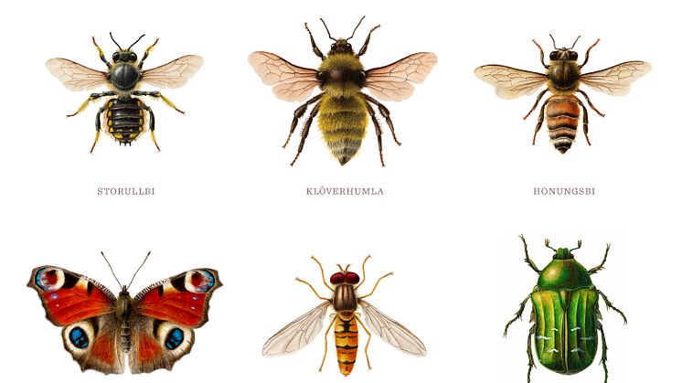 Pollinera Sverige vill bidra till att gynna pollinerande insekter. Illustration: Aron Landahl.