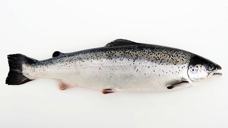 Siden lakseoppdrettets oppstart for over 50 år siden har norsk laks blitt verdens mest populære fisk. FOTO Tom Haga/Norges sjømatråd