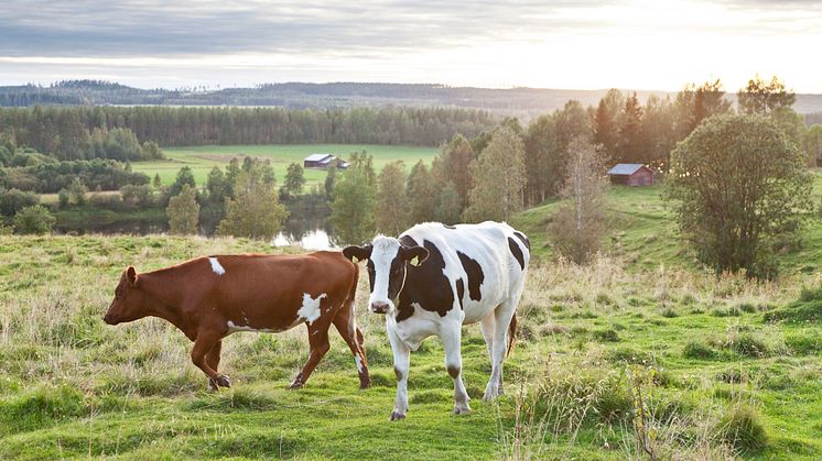 Under stödperioden 2018-2022 har sammanlagt 2 miljarder betalats ut i nationellt stöd till lantbruket i norra Sverige. Foto: Scandinav 