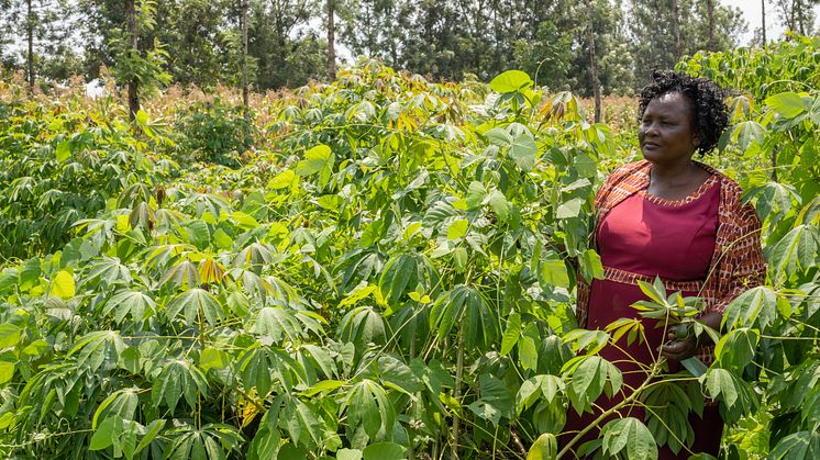 "Mat är det viktigaste" säger Beatrice Wamalwa, småskalig bonde från Kenya intervjuad i rapporten Klimaträttvisa. Foto: Onyango Ayany.