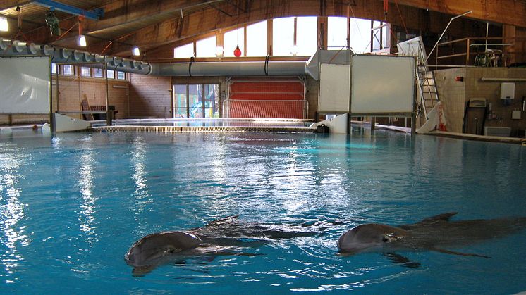 Tierschützer gegen Sanierungsplan des Nürnberger Tiergartens wegen Delfingefährdung - Vermutete Kosten für Ausweich-Quartier 20 Millionen  