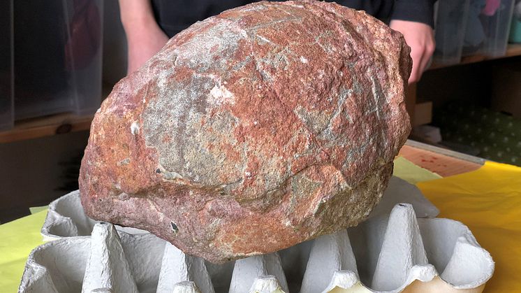 Ett 70 miljoner år gammalt dinosaurieägg från en långhals. Äggets hårda skal har gjort att det bevarats som fossil. 