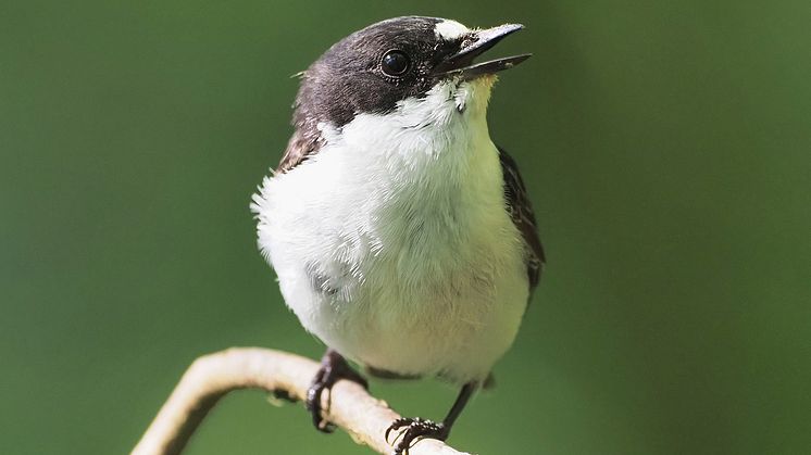 Forskarna upptäckte att fågelungarnas tydliga respons på den egna sångdialekten hjälpte dem att undvika att lära sig sånger från andra arter i omgivningen. Foto: Tom Wallis