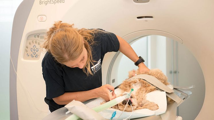 Evidensia Trondheim Dyresykehus blir det første dyresykehuset i Trondheim med CT-maskin