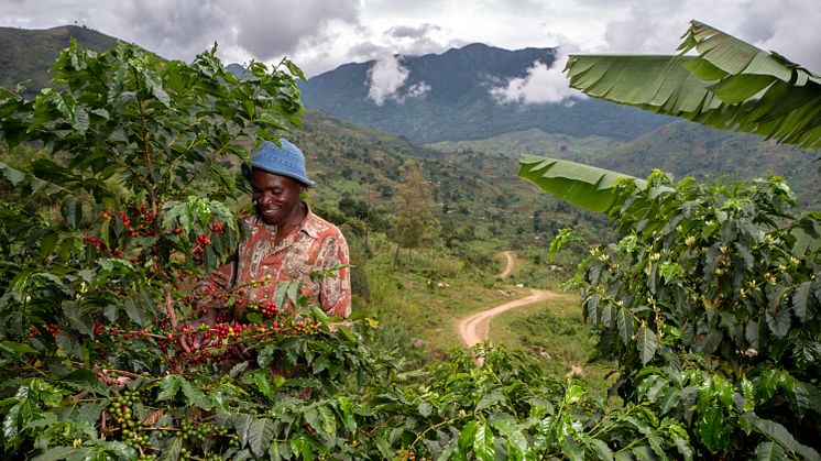Nespresso utökar serien Reviving Origins - Uganda är äntligen tillbaka på kaffekartan
