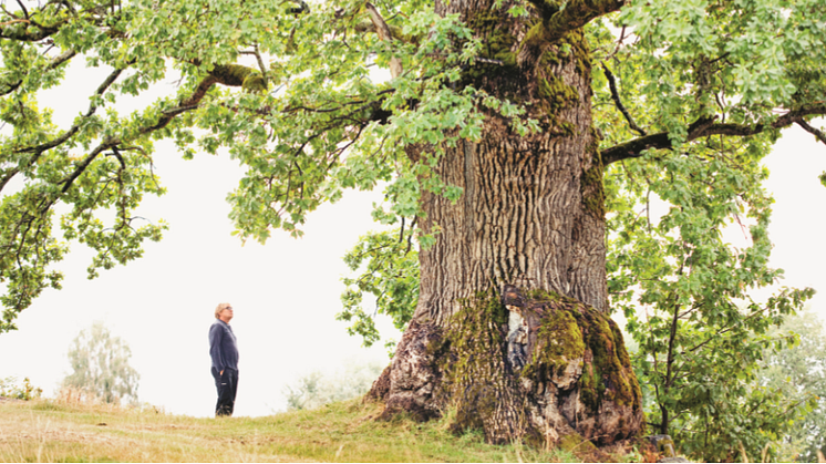 Til sammen er det blitt trettitre portretter av trettitre unike trær eller gjenger med trær i den nye boken "Trettitre norske trær" av Ole Mathismoen og fotograf Stig B Hansen