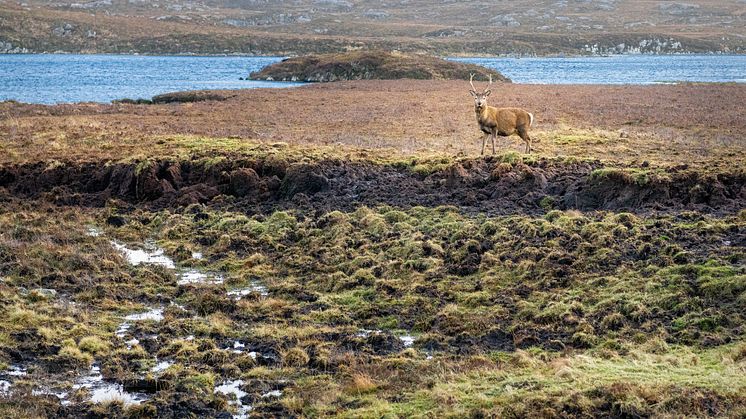 Peatlands on the Isle of Harris in the Outer Hebrides - Dave Collins, Getty Images