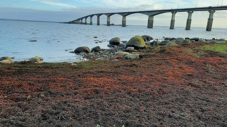 Rening av 'slik eller sleke', organiskt material i strandvallar, bl.a. vid Östersjön och Kalmarsund. Foto: Varvara Sachpazidou