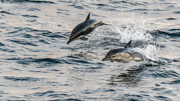 Dolphins in the Hebrides (Credit: Hurtigruten Expeditions & Ted Gatlin)