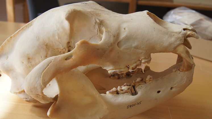 Björnskalle från Naturhistoriska museet