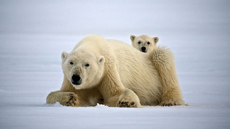 STØTTE TIL POLARFORSKNING: Hurtigruten bevilger støtte til prosjekter, lokalsamfunn og organisasjoner. Blant dem prosjekter som jobber med å bevare isbjørnbestanden. FOTO: DOMINIC BARRINGTON/Hurtigruten