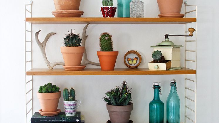 Kaktusar i olika former i en stringhylla