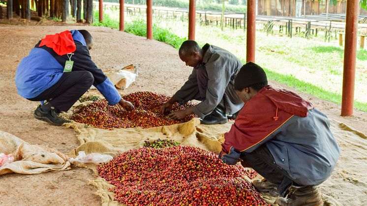Sortering av kaffe i Kenya. Foto: Fairtrade Sverige.