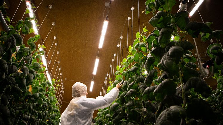 Greenfood och Agtira ökar gurkproduktionen i norra Sverige - ny vertikalodling förser konsumenter med grönsaker lokalt och effektivt, året om