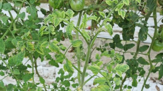 A resistant tomato cultivar showing the disease symptoms