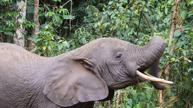 Med skovlandbrug som korridorer, kan elefanter, som denne i Kibale National Park foråbentlig snart igen vandre mellem skoven i det vestlige uganda. Foto: Shutterstock