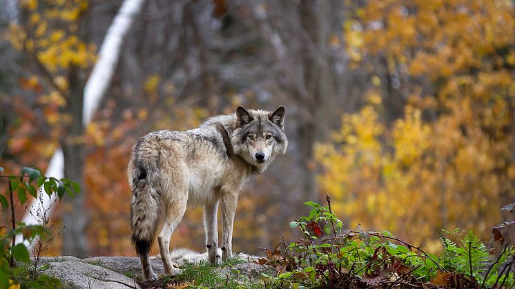 Naturvårdsverket rapporterar att Sveriges vargpopulation uppskattas till 450 vargar.
