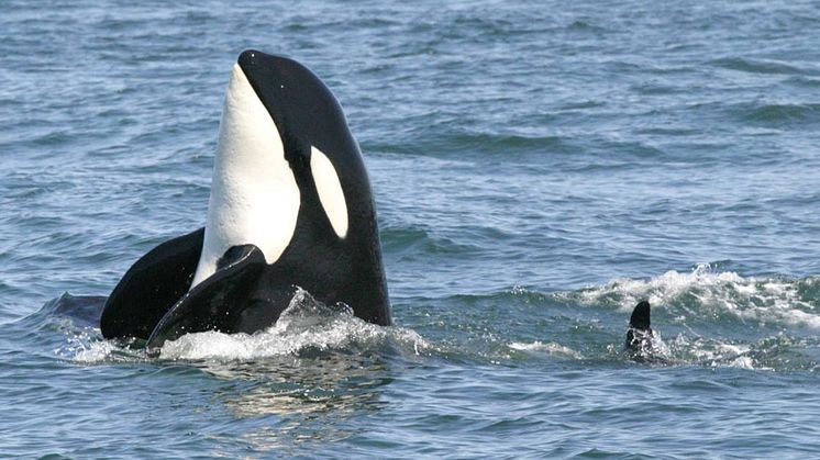 ENDANGERED: The resident Southern Pacific Killer Whales are supported by Hurtigruten Foundation. Foto: Oceans Initiative 