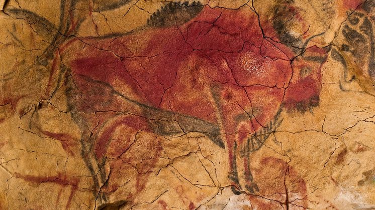 Bild: Grottmålning av bisonoxe från norra Spanien, cirka 30 000 år gammal. 