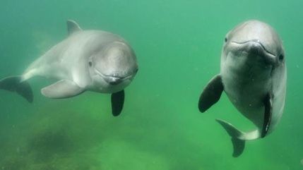 Ny plan för att bevara tumlare i Kattegatt