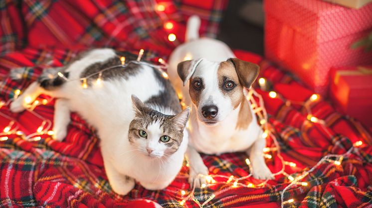 Julen en extra farlig tid för djuren:  Brist på veterinärer och många faror i hemmet