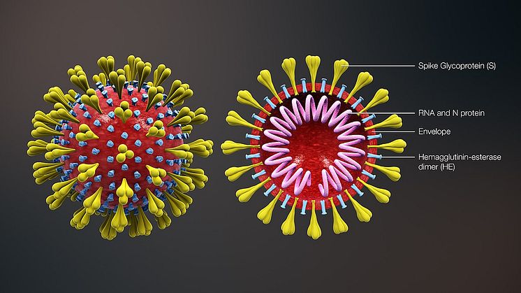 3D-modell av coronavirus. Source: Scientific Animations (CC BY-SA 4.0) 
