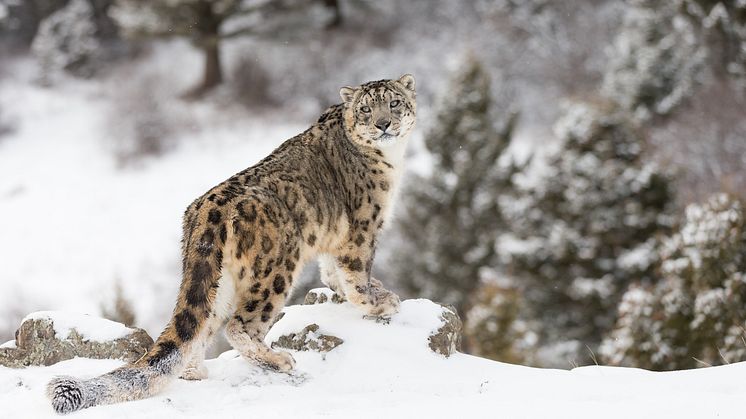 EXPERT COMMENT: Snow leopard ‘rape’: what was really going on?
