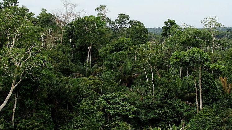 Omkring 60 procent af Amazonas regnskoven ligger på brasiliansk jord. Foto: Mongabay