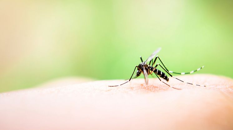 COMMENT: Why don’t we wipe mosquitoes off the face of the Earth?