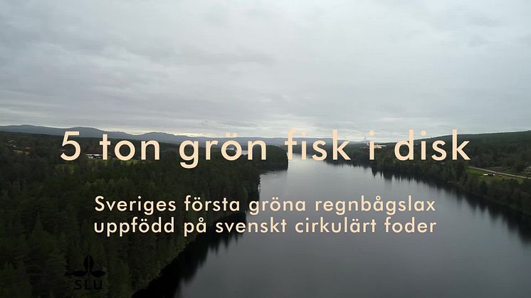 Sveriges första gröna regnbågslax uppfödd på svenskt cirkulärt foder