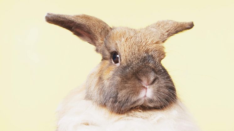 Så räddades Kaninen Smulan med ultraljud