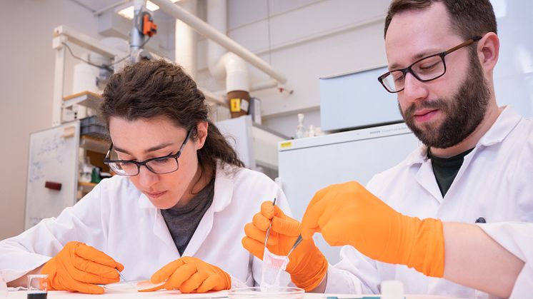 Elisa Zattarin och Olof Eskilsson, doktorander vid Institutionen för fysik, kemi och biologi, har varit med och utvecklat ett sårförband gjort av nanocellulosa som kan visa tidiga tecken på infektion. Foto: Olov Planthaber