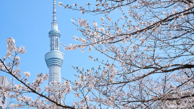 TOKYO SKYTREE (spring)