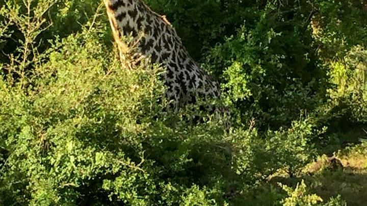 ”Plötsligt stod där en hel familj giraffer precis intill vägen.” Att göra sina Minor Field Studies i Zambia har sina överraskningsmoment.
