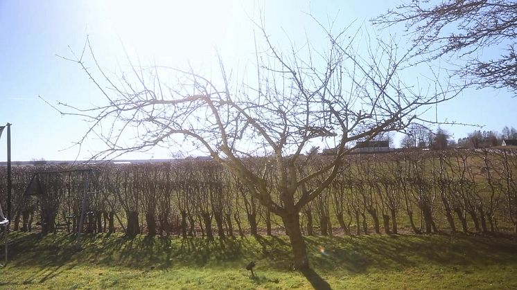 Appelriket - Beskärning av Äppelträd