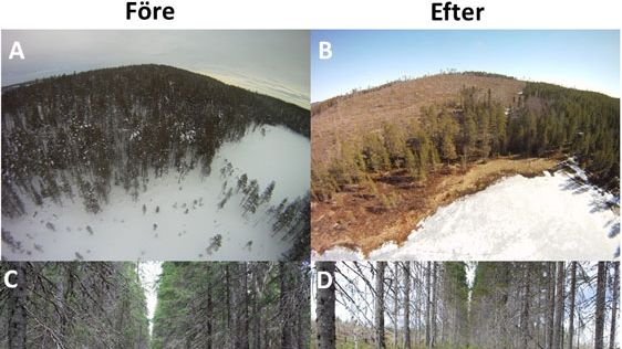 Undersökningsområdet före och efter skogskalavverkning